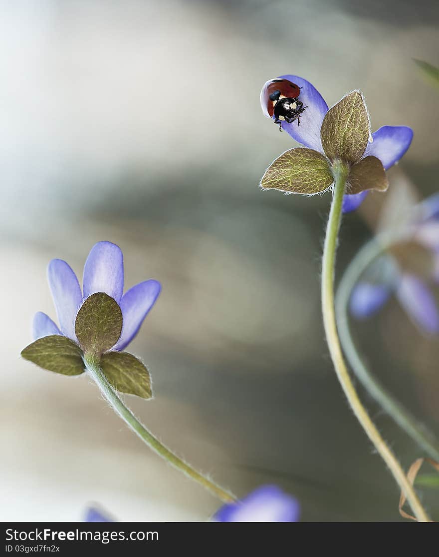 Ladybug sitting on liverleaf