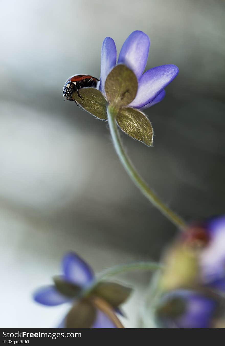 Ladybug Sitting On Liverleaf