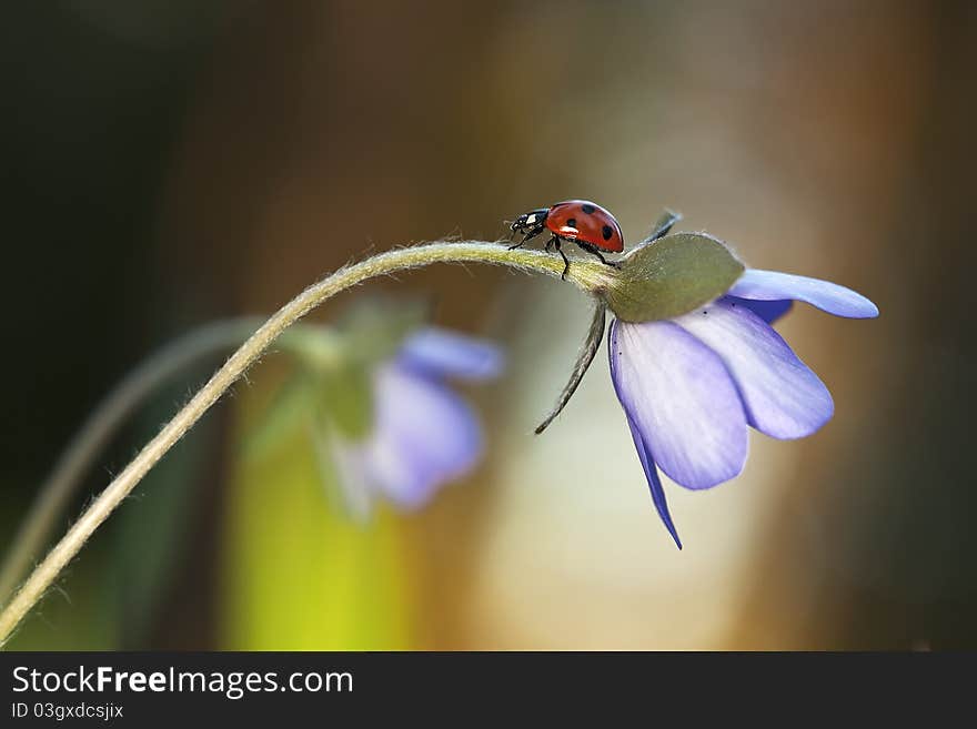 Ladybug sitting on liverleaf