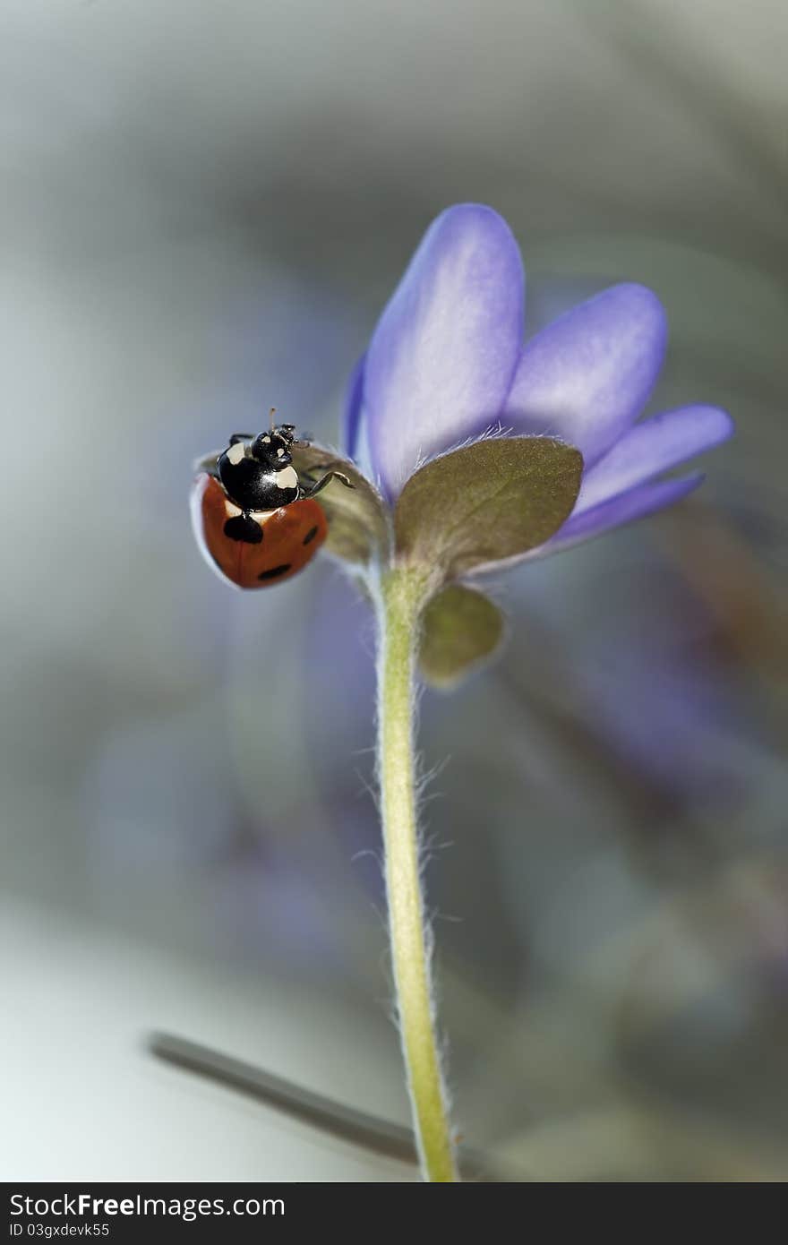 Ladybug sitting on liverleaf