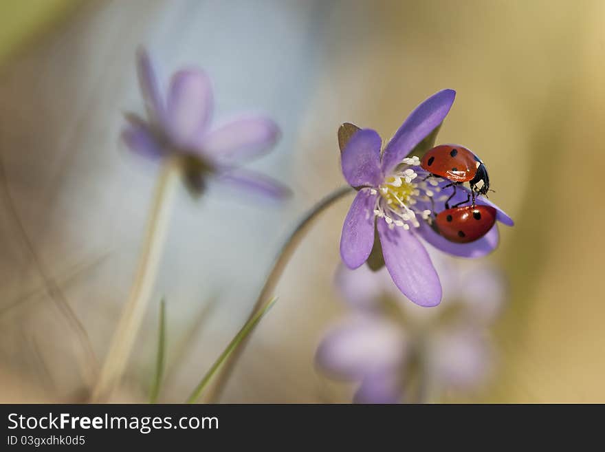 Ladybugs sitting on liverleaf