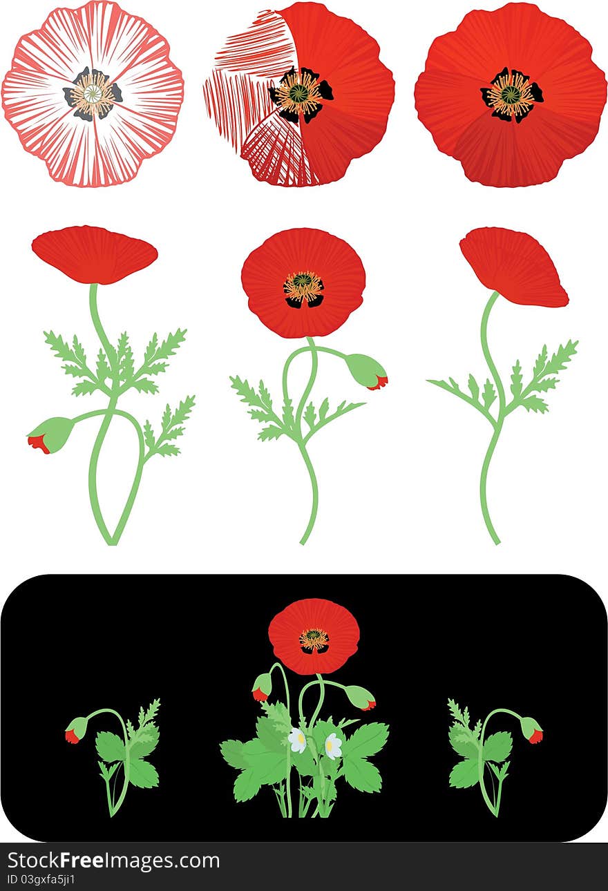 Poppies