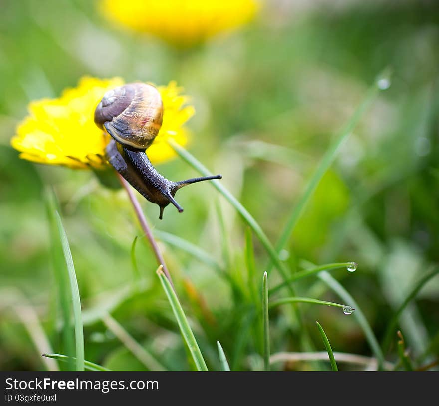 Snail on the leaf at the garden. Snail on the leaf at the garden.