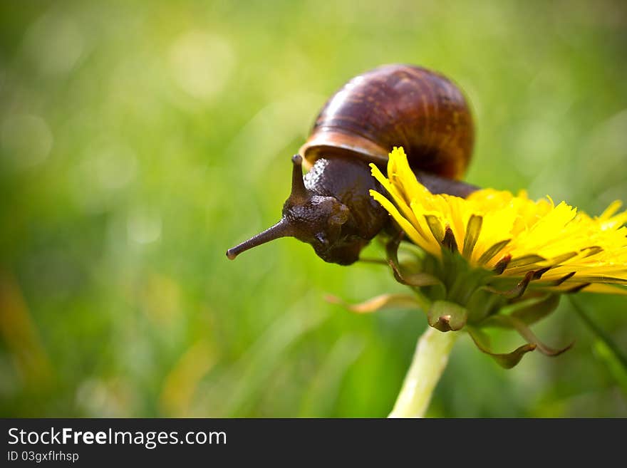 Snail on the leaf at the garden. Snail on the leaf at the garden.