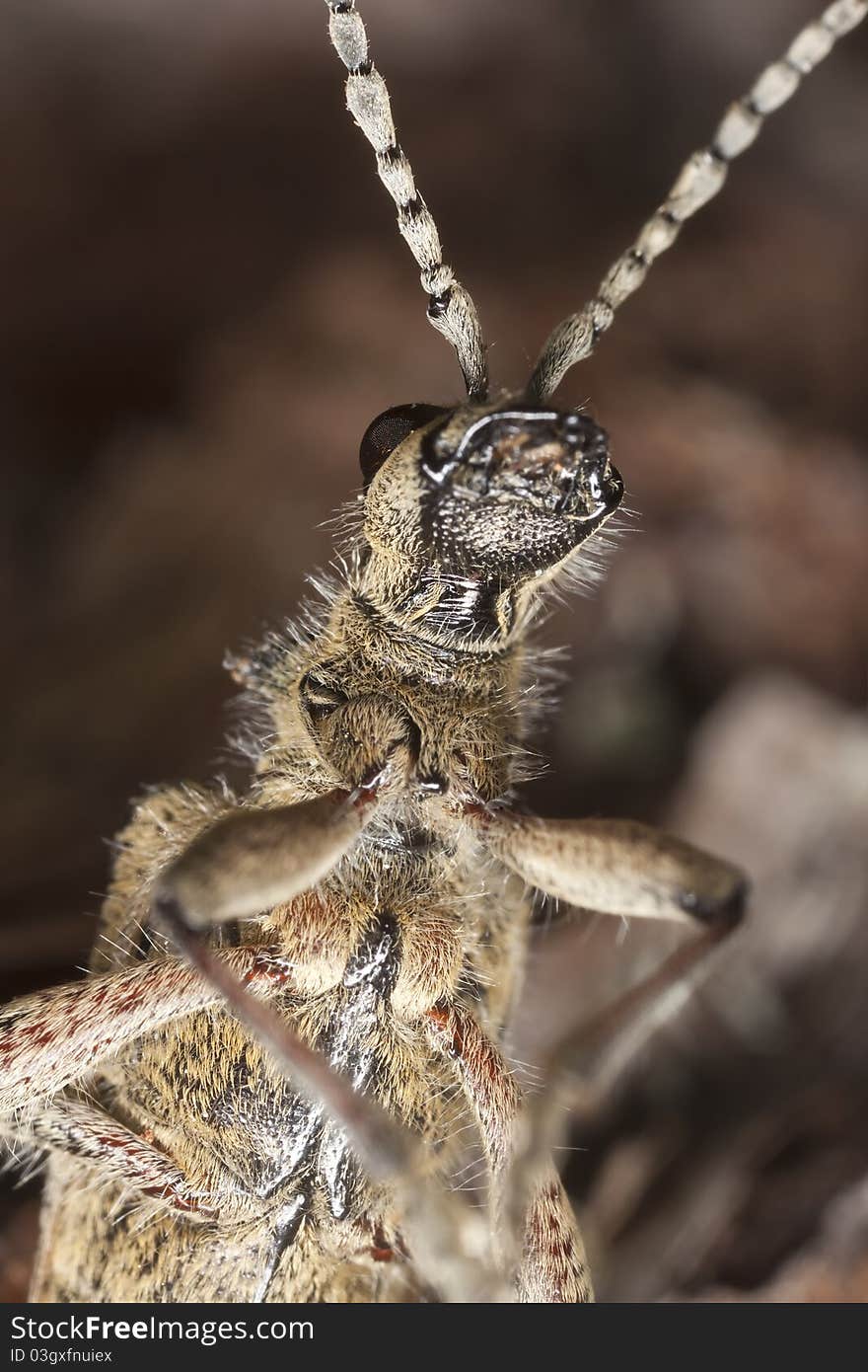 Ribbed pine borer (Rhagium inquisitor)