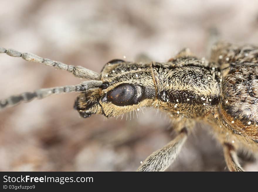 Ribbed pine borer (Rhagium inquisitor)