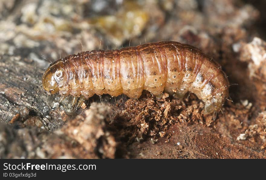 Moth larvae on wood