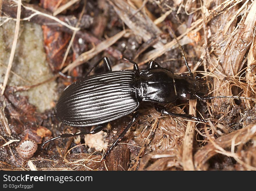 Pterostichus niger sitting on ground, macro photo