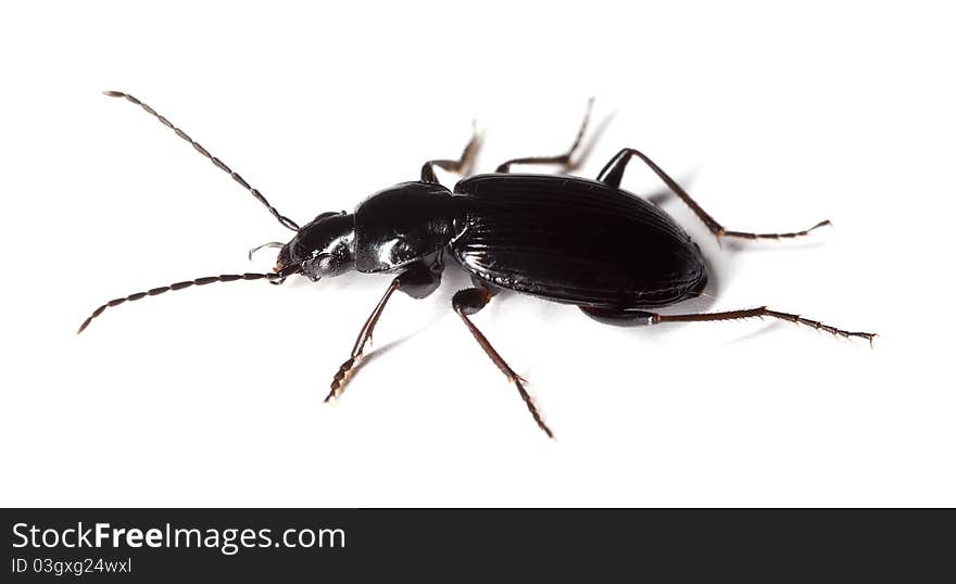 Ground beetle on white background