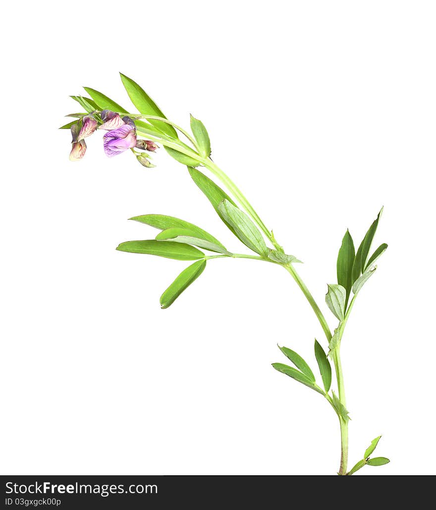 Bitter-vetch (Lathyrus Linifolius)