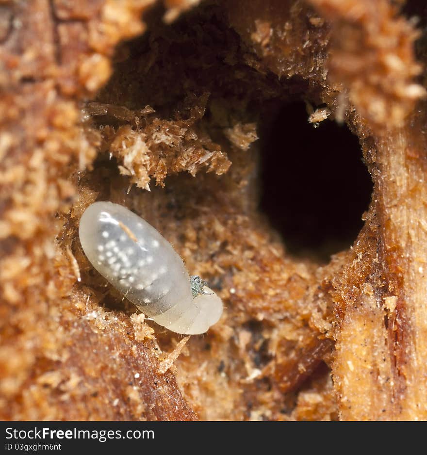 Ant larva, extreme close up with high magnification