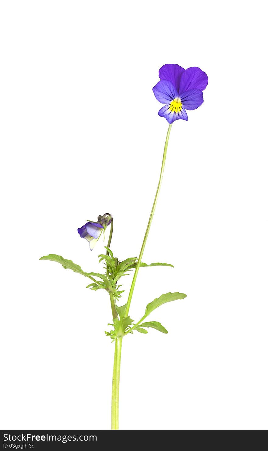 Heartsease (Viola tricolor) isolated on white background