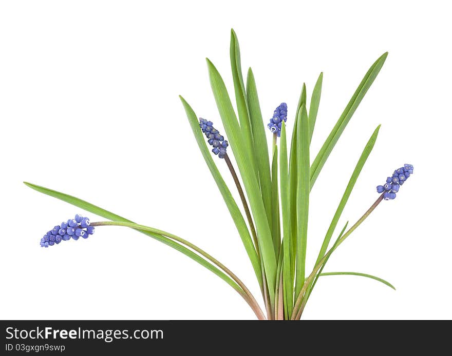 Common grape hyacinth (Muscari botryoides) isolated on white background