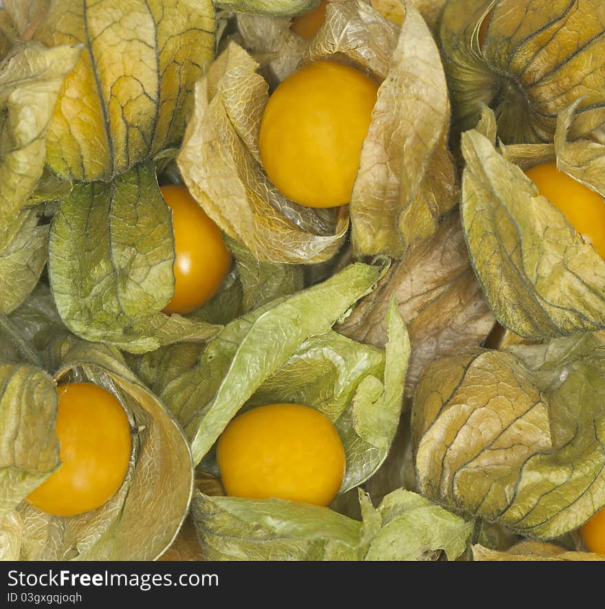 Physalis background with many, macro photo