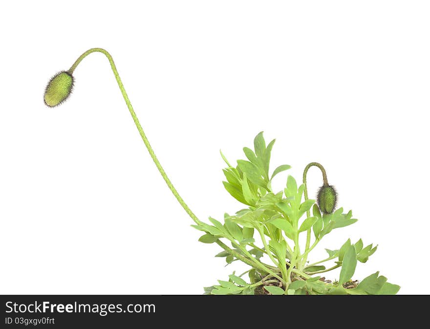 Poppy buds on plant isolated on white background