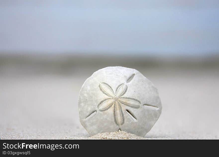 One Sandollar on the Beach with Waterline in the Background