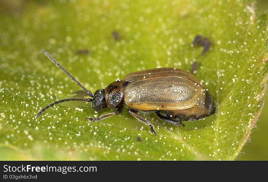 Leaf beetle (Chrysomelidae) sitting on leaf, extreme close up with high magnification