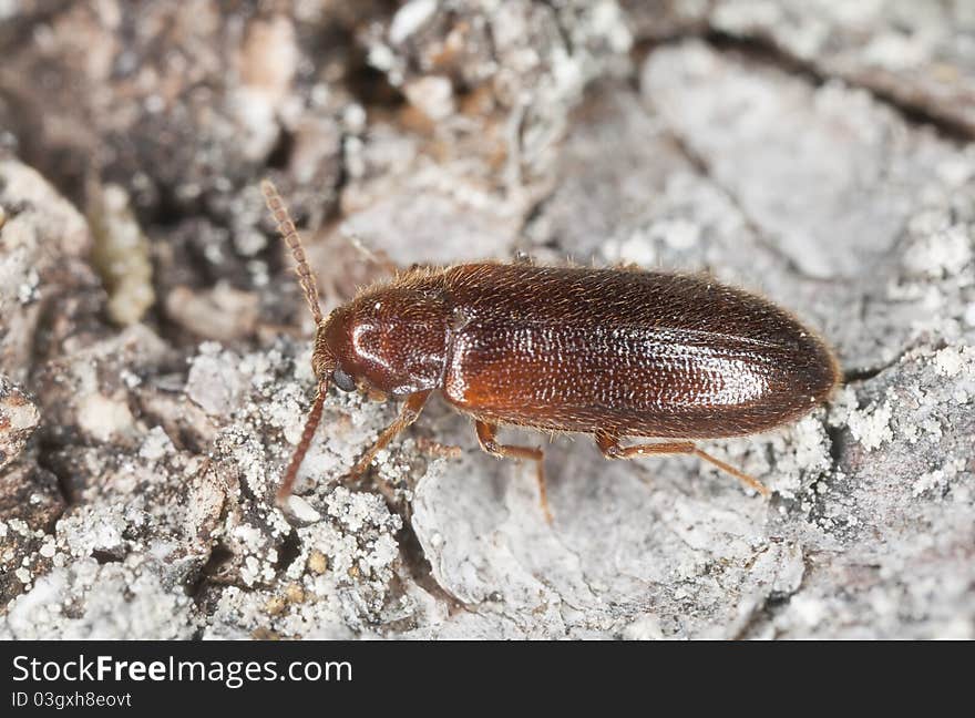 Wood living beetle on wood, extreme close up with high magnification, focus on eyes