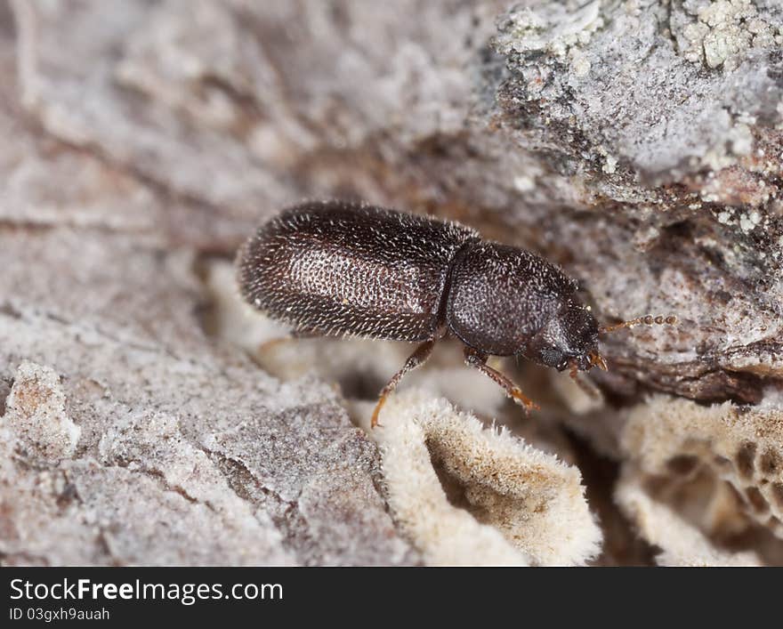 Wood living beetle on wood, extreme close up with high magnification, focus on eyes