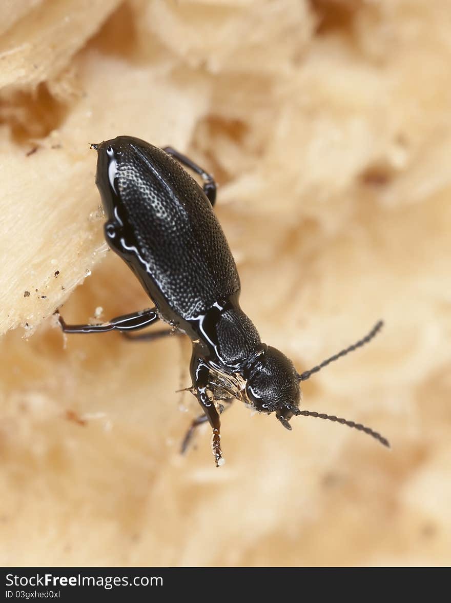 Wood living beetle on wood, extreme close up with high magnification, focus on eyes