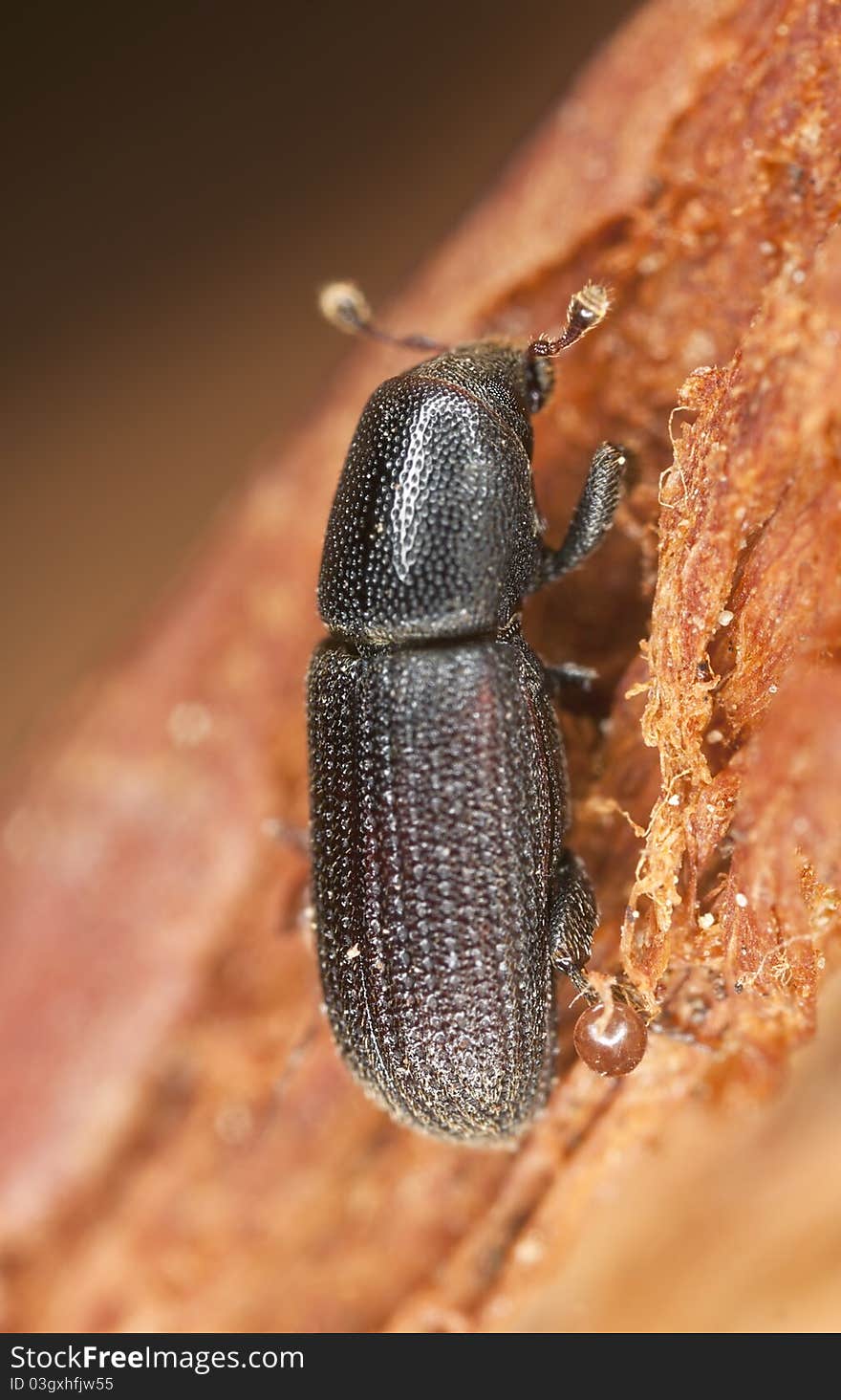 Wood living beetle on wood, extreme close up with high magnification, focus on eyes