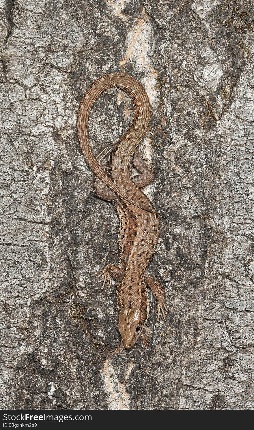 Common lizard (Zootoca vivipara) sitting on aspen tree, macro photo