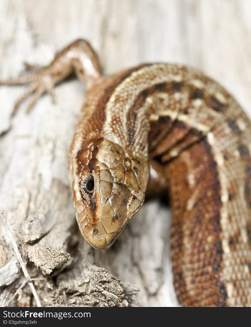 Common lizard, Zootoca vivipara