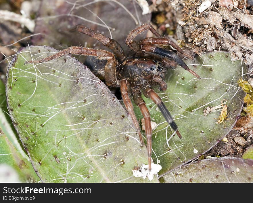 Hunting spider among leafs, macro photo