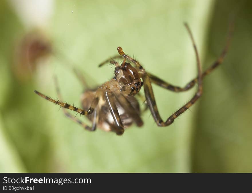 Small Spider, Extreme Close Up