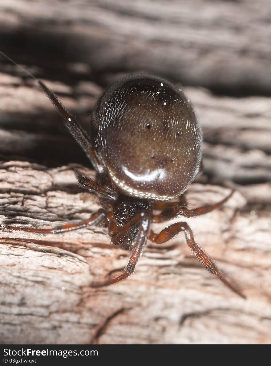 Hunting spider on wood. Macro photo.