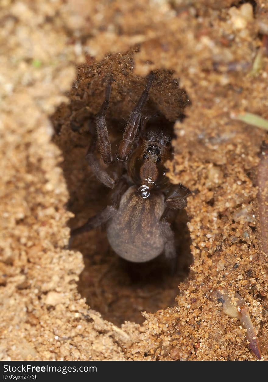 Wolf spider in lair. Extreme close-up.