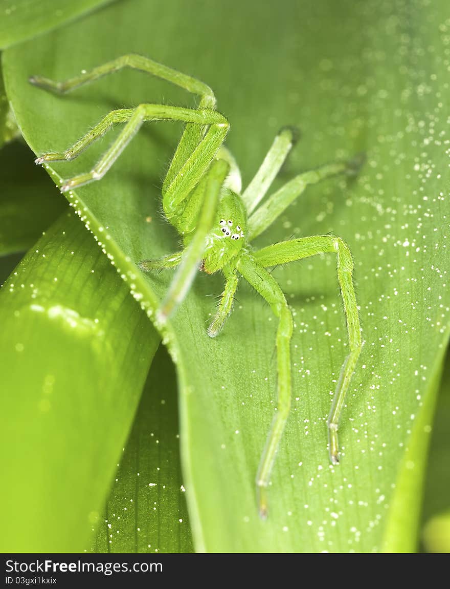 Green hunting spider on leaf, macro photo