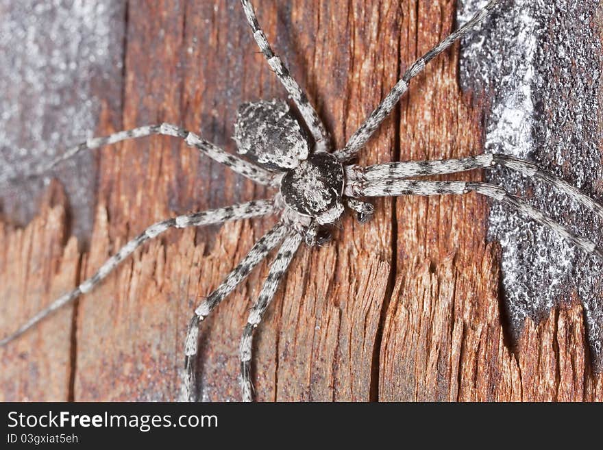 Wolf spider on burnt coal