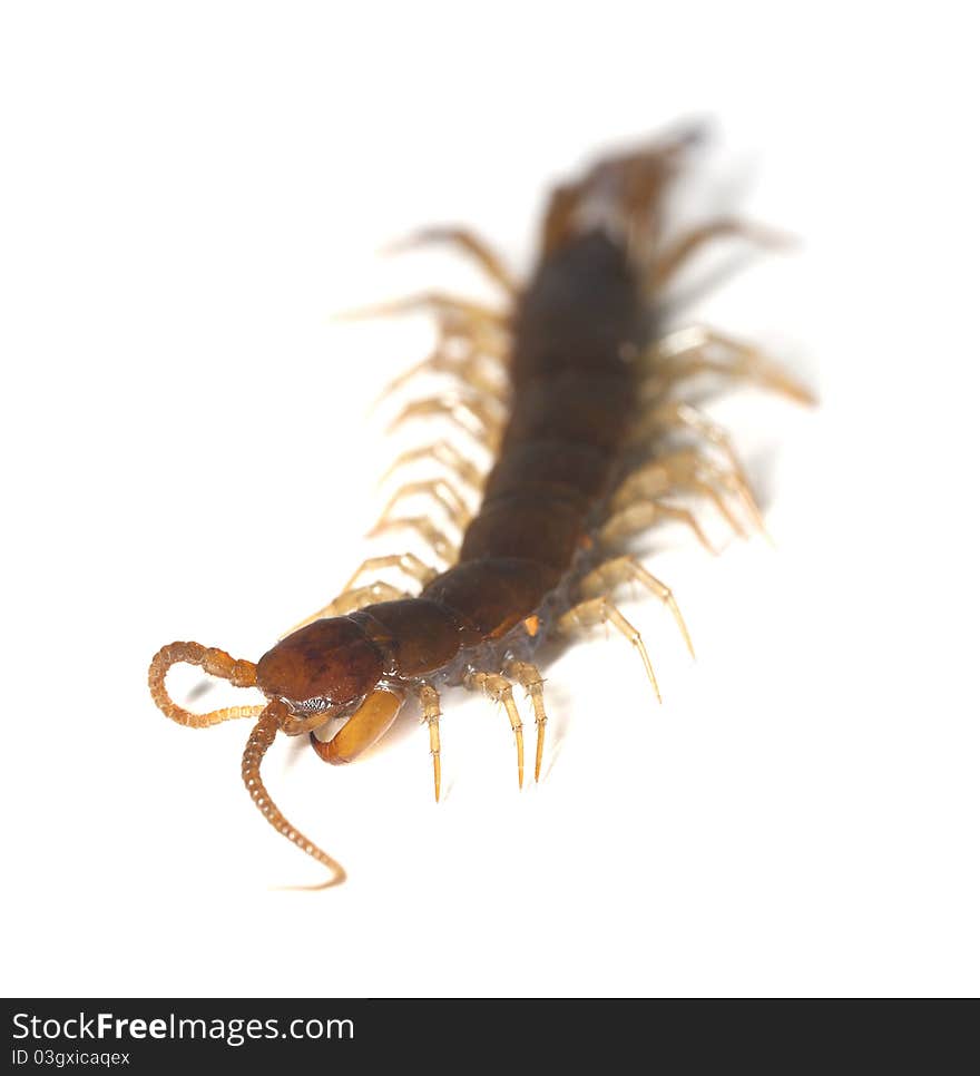 Centipede on white background, extreme close up. Centipede on white background, extreme close up