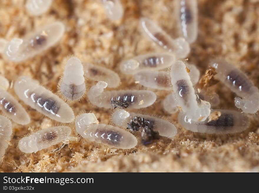 Black ant larva (Lasius niger) Extreme close up