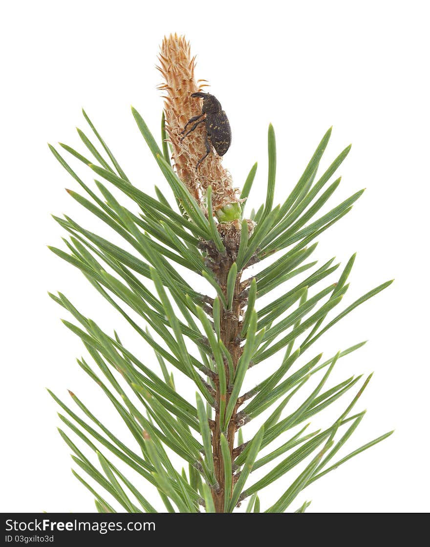 Snout beetle feeding on fir branch isolated on white background