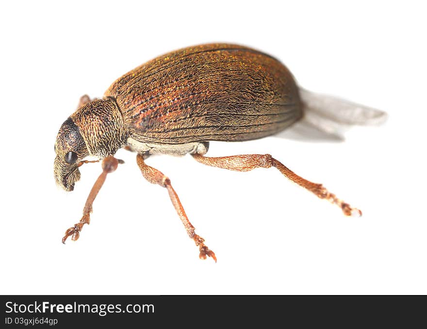 Weevil isolated on white background, extreme close up with high magnification