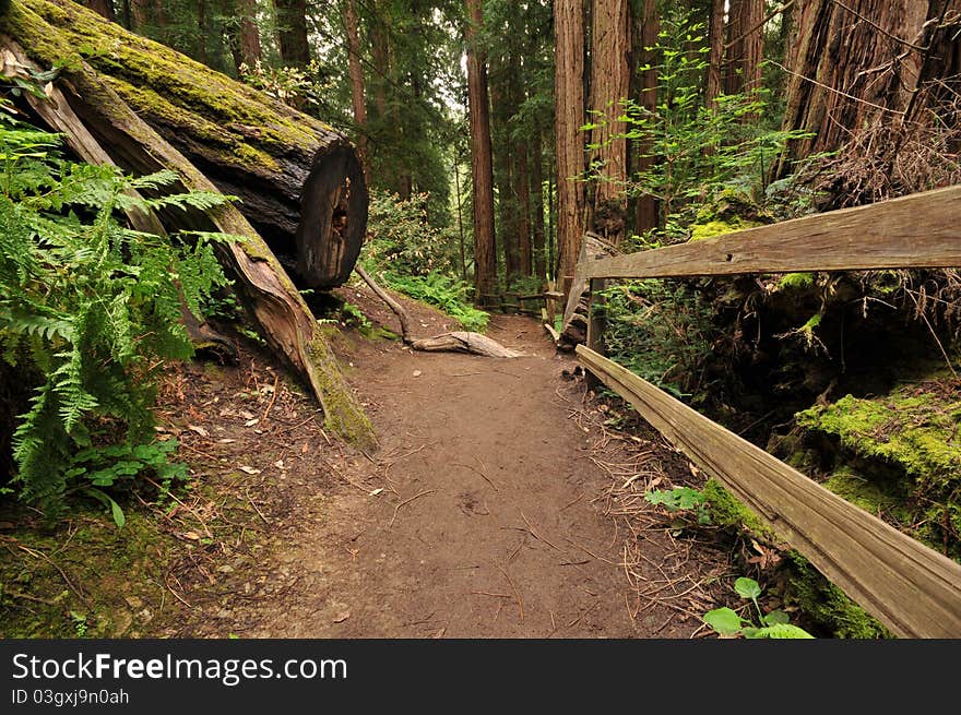 Dirt trail through the woods with bushes