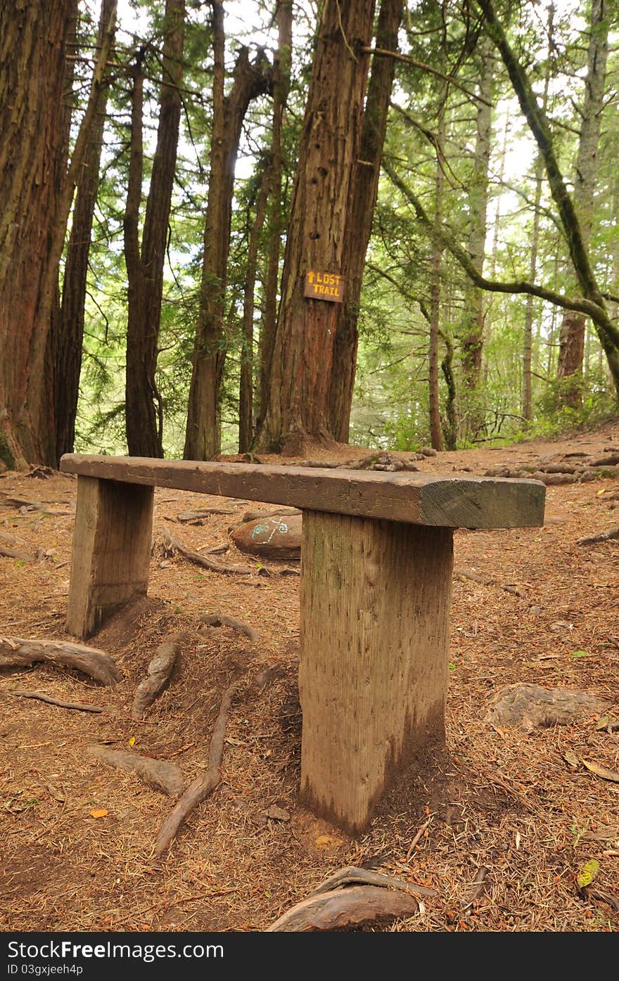 Wooden bench on a trail in the woods