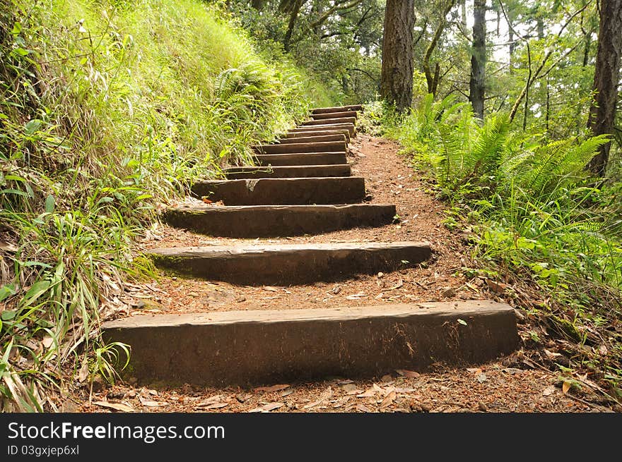 Wood Steps Up A Hill In The Woods