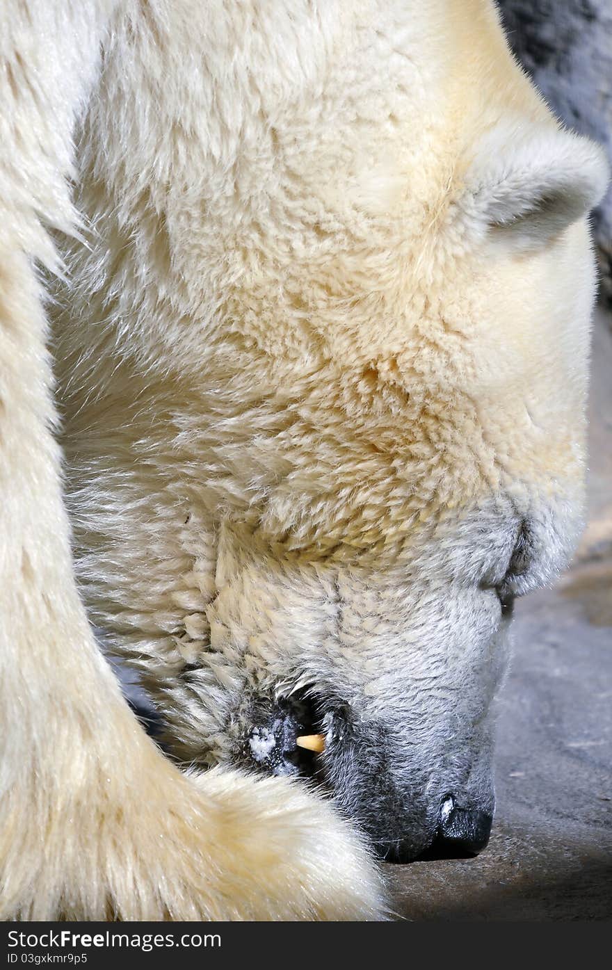 Captive Polar Bear eating fish in the zoo of Buenos Aires