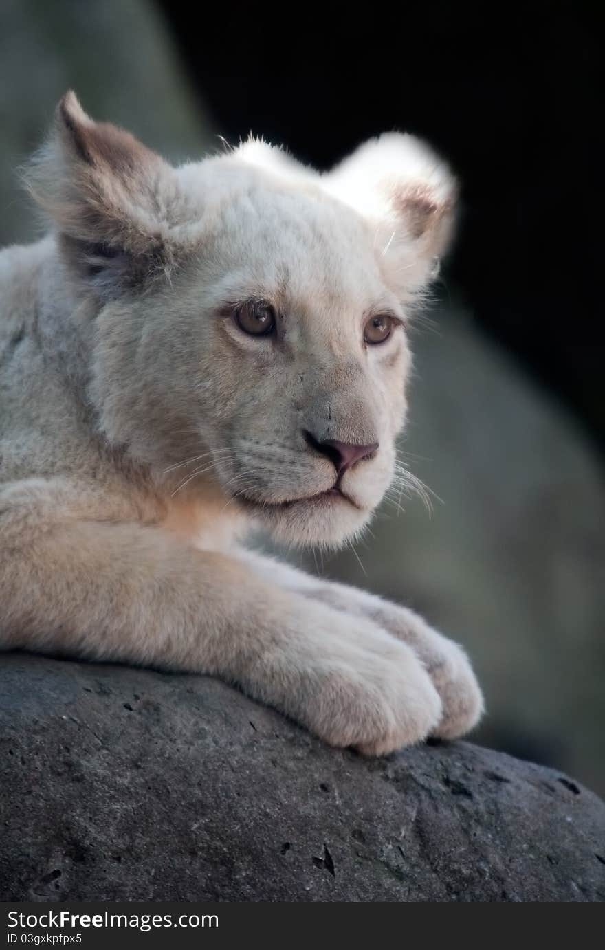 Close up photo of a young and cute white lion cub. Close up photo of a young and cute white lion cub