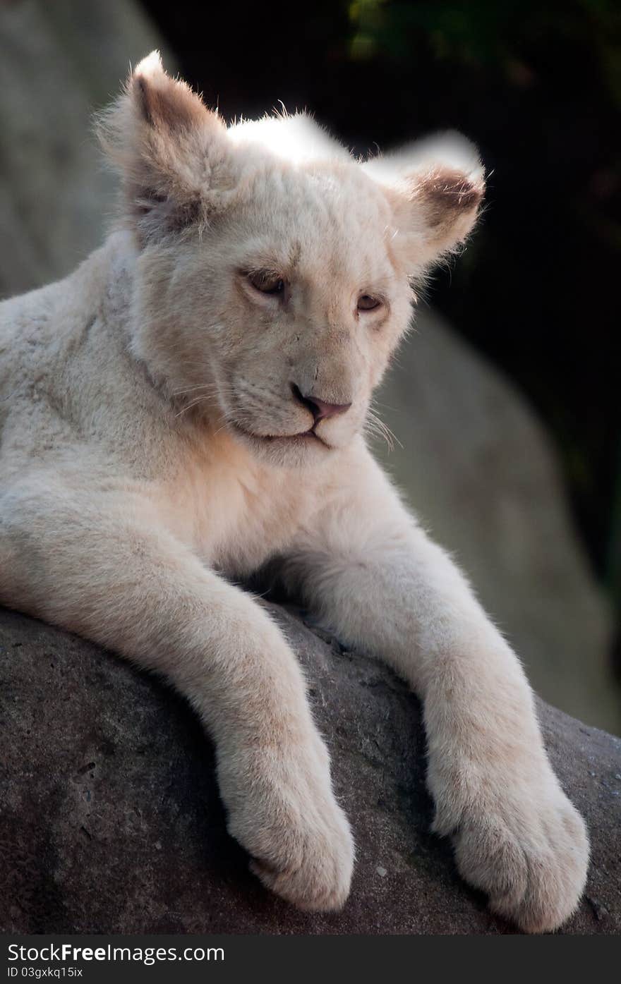 Photo of a young White Lion Cub