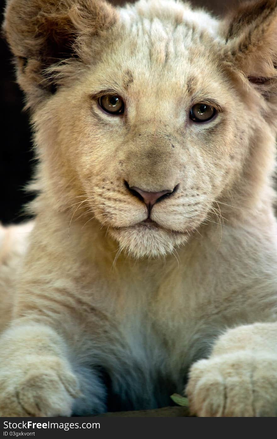 Close up photo of a young and cute white lion cub. Close up photo of a young and cute white lion cub