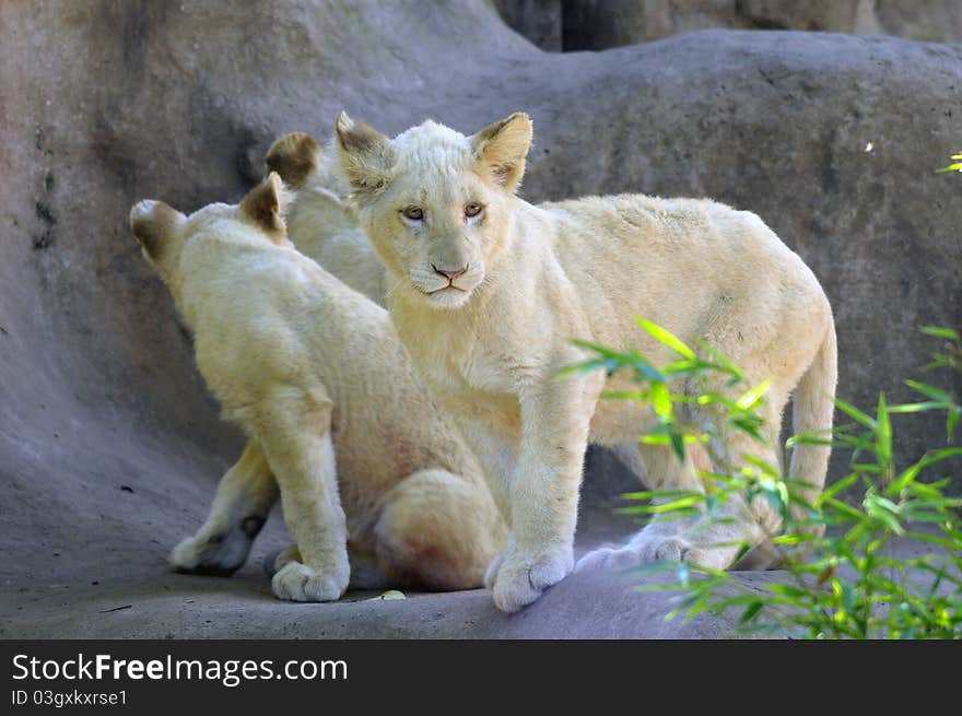 Close up photo of a young and cute white lion cub. Close up photo of a young and cute white lion cub