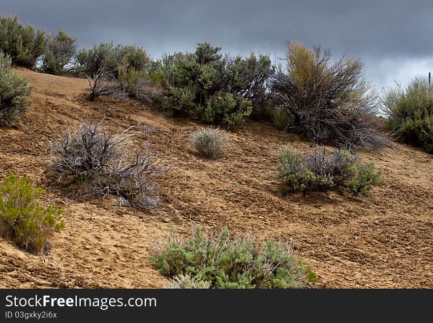 An amazing photograph of some sagebrush with a cloudy background. An amazing photograph of some sagebrush with a cloudy background.