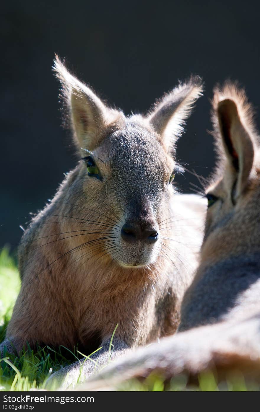 The Patagonian Mara, Dolichotis patagonum, in Argentina. The Patagonian Mara, Dolichotis patagonum, in Argentina