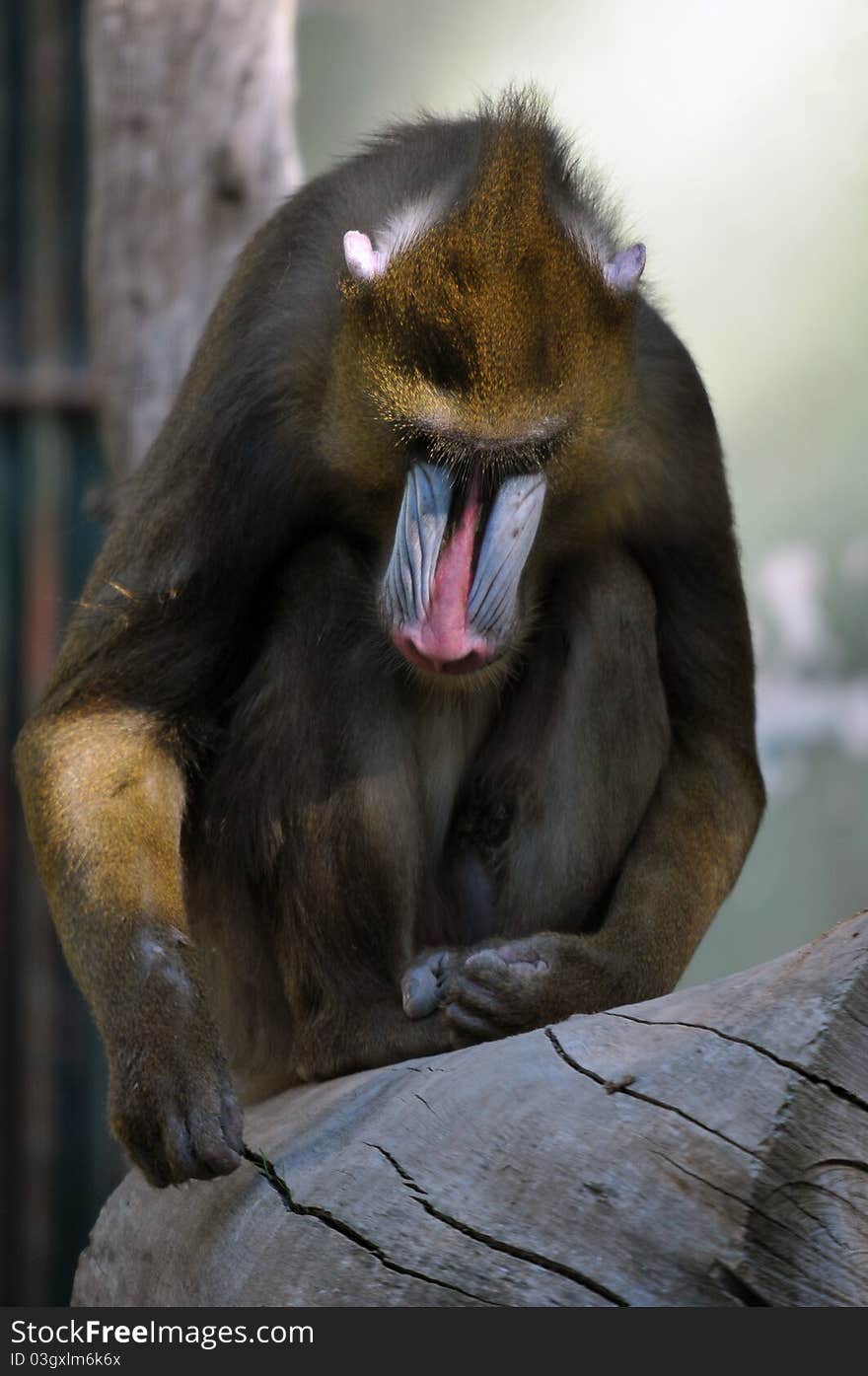 Wild mandrill monkey/baboon taking it easy