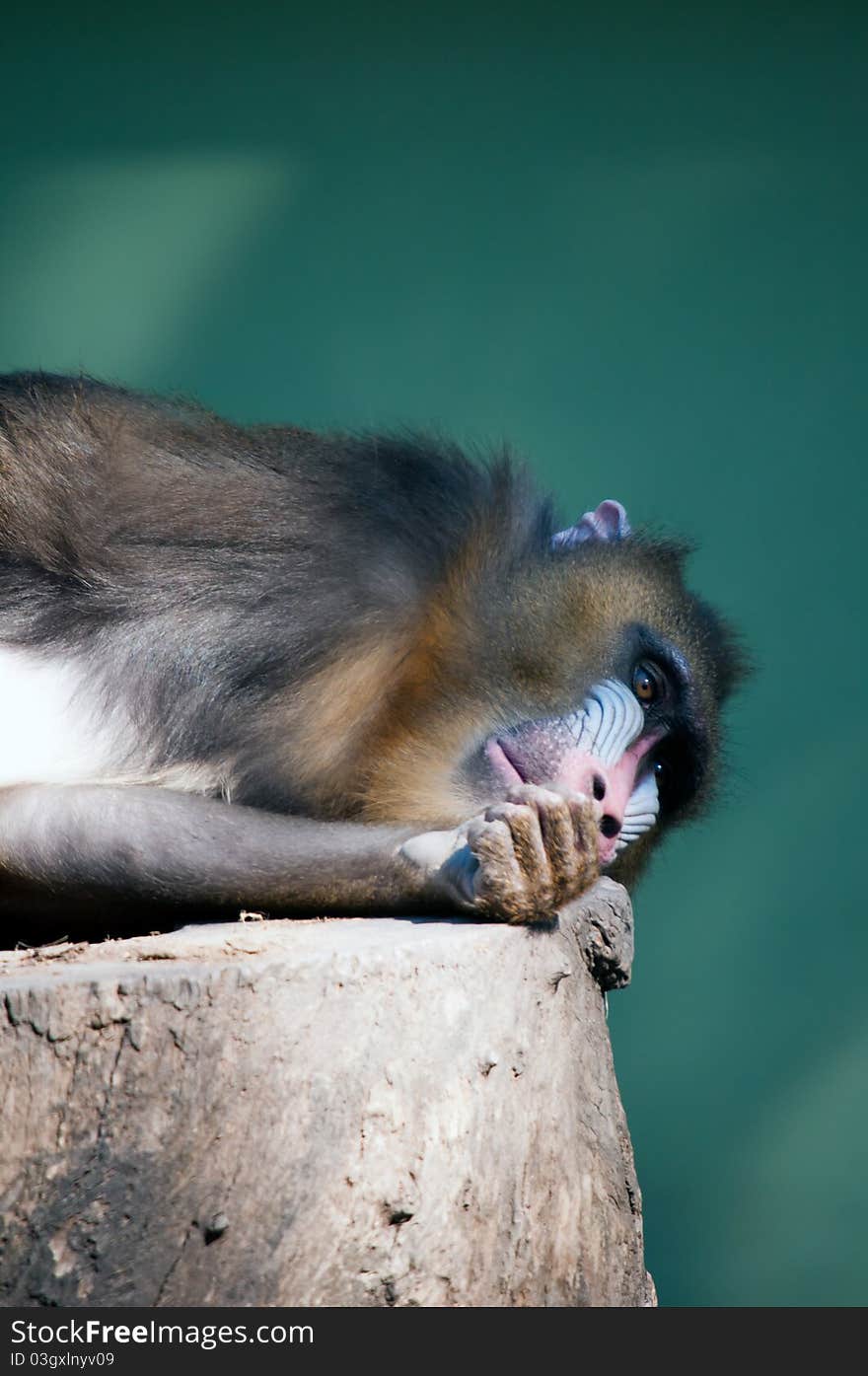 Wild mandrill monkey/baboon taking it easy