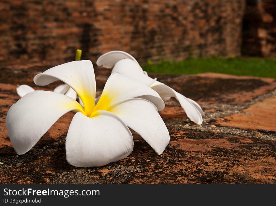 Plumeria flowers in the thai temple